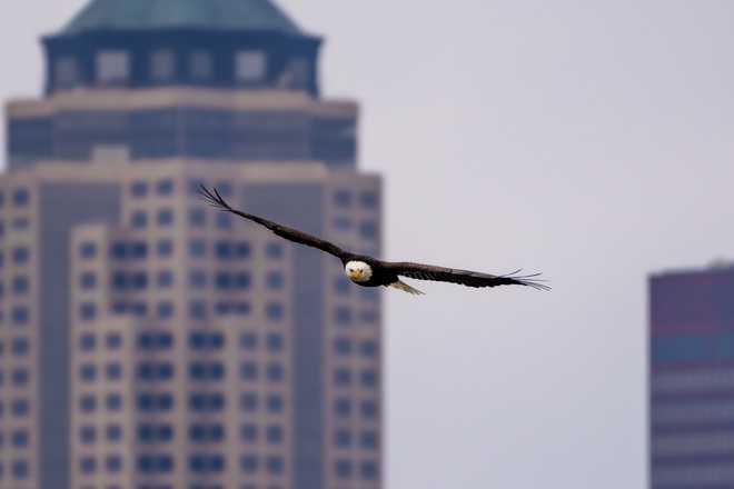 check out these stunning photos of bald eagles in downtown des moines