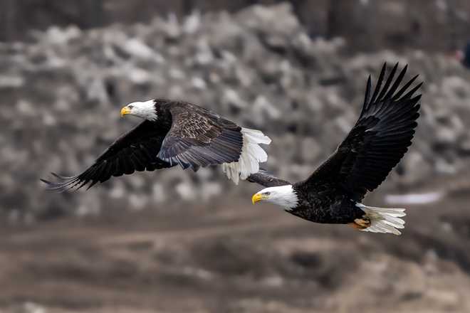 check out these stunning photos of bald eagles in downtown des moines