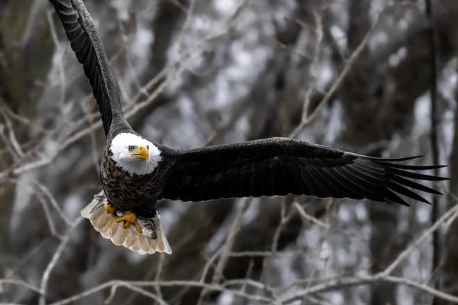 check out these stunning photos of bald eagles in downtown des moines