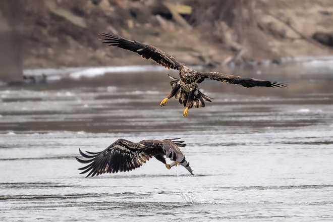 check out these stunning photos of bald eagles in downtown des moines