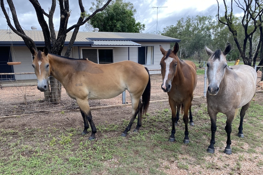 Three horses stand in front of a house.