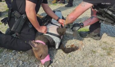 Specialized training aims to save injured police K-9s in San Diego