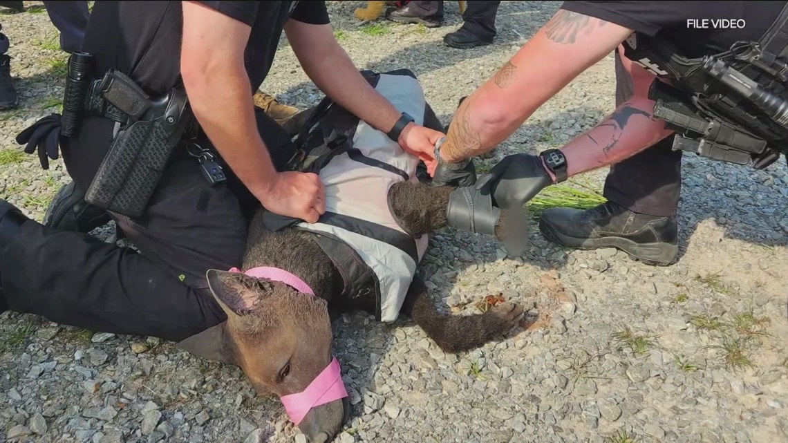 Specialized training aims to save injured police K-9s in San Diego