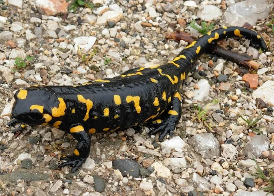 An endangered species of salamander was recently spotted in front of a home in Türkiye, confirming its continued presence and the health of the local ecosystem.