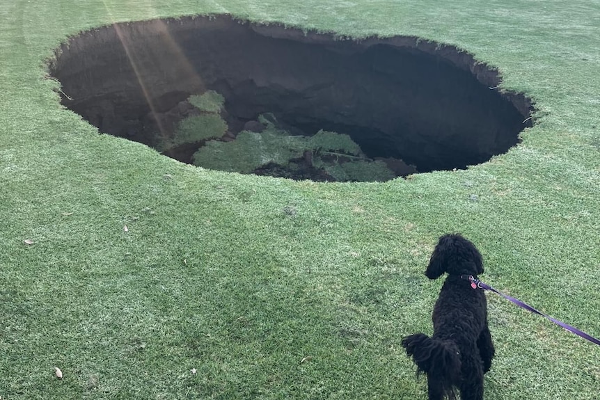 A black dog and a cream dog stand on green grass looking at a large, deep hole in the ground.
