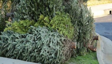 A stock photo of Christmas trees sitting on a curb in the daytime is shown.