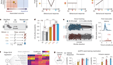 Prefrontal neural geometry of learned cues guides motivated behaviours