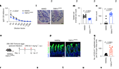 Neuro-epithelial circuits promote sensory convergence and intestinal immunity