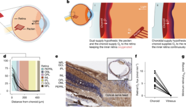 Oxygen-free metabolism in the bird inner retina supported by the pecten