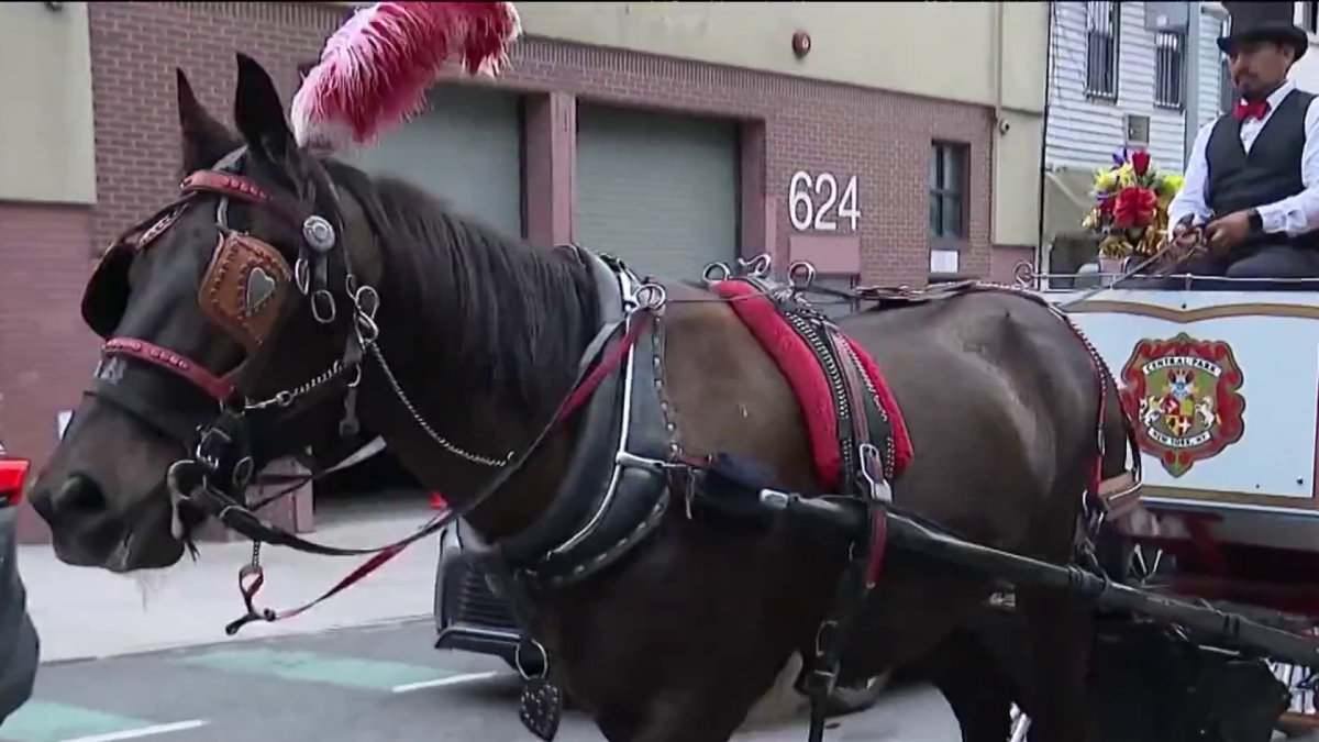 Runaway Central Park carriage horse seen racing into NYC traffic – NBC New York