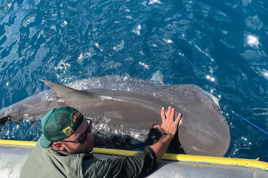 A picture of man with sunglasses on, with hand on a tiger shark in the water