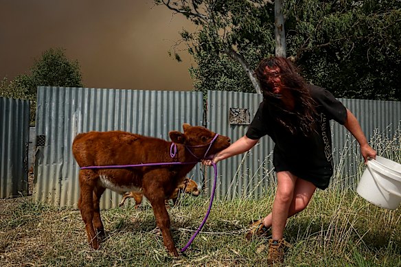 Yea resident Micky Rawlings moves her animals to a nearby vacant plot where she hopes they’ll be safer.