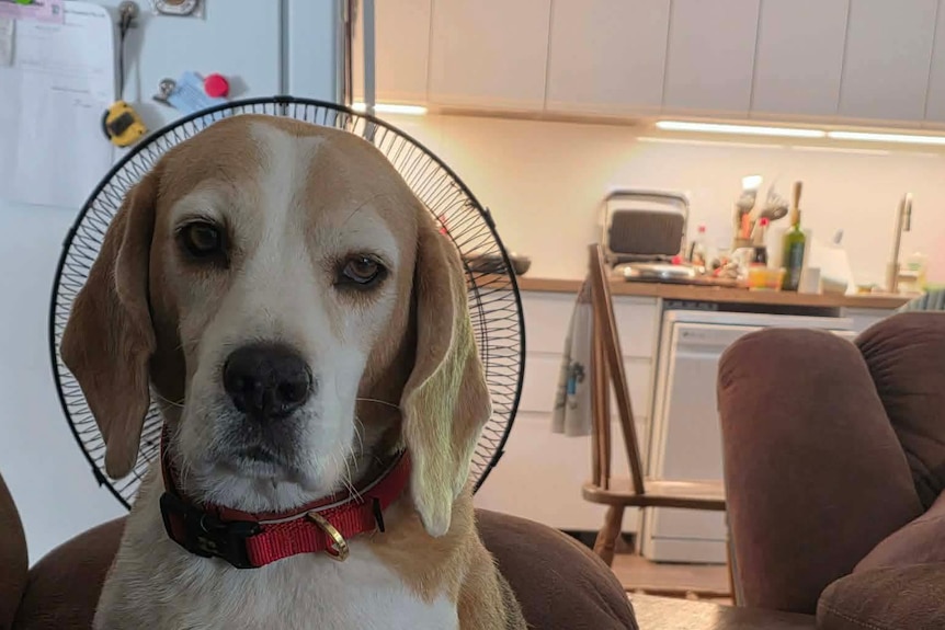 A beagle dog sits infront of a fan on a couch looking directly at the camera. 