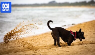 EPA asks Victorians to check water quality before swimming in Port Phillip