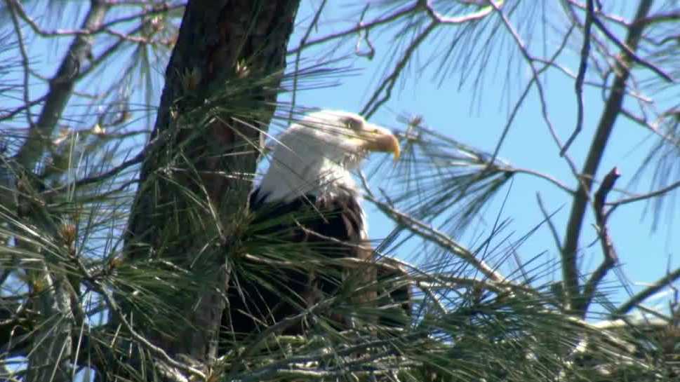 Tree that held bald eagle nest at Lake Natoma falls, group says
