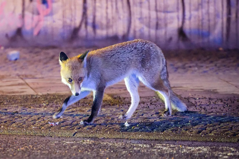 A fox roaming the streets of Berlin, Germany.