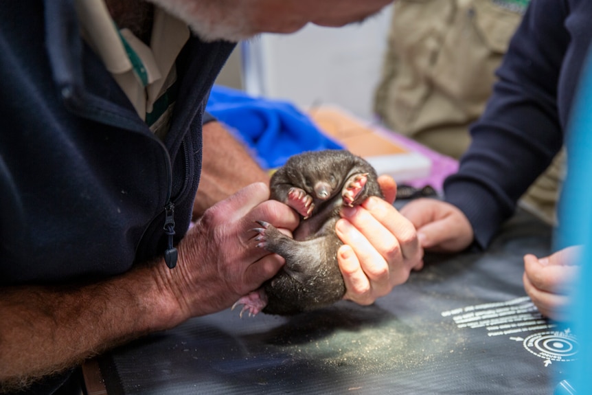 A young echidna with brown fur is examined by a vet. 
