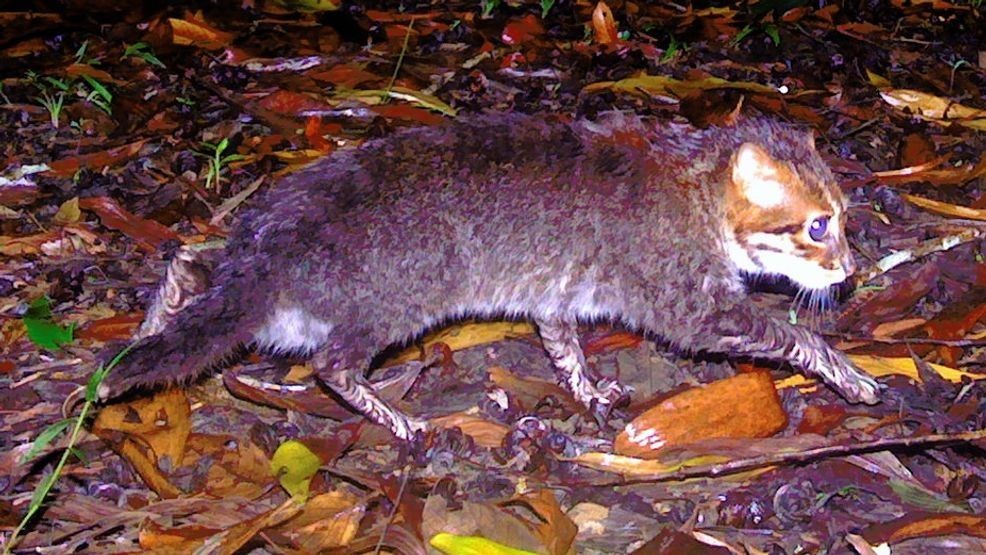 {p}New images from Thailand's DNP and Panthera prove the existence and rediscovery of one of the world's most Endangered and least known wild cats, the flat-headed cat, in Thailand's Princess Sirindhorn Wildlife Sanctuary. flat-headed cat, small wild cat, camera trap, southeast Asia, Thailand. (Credit: DNP/Panthera Thailand){/p}