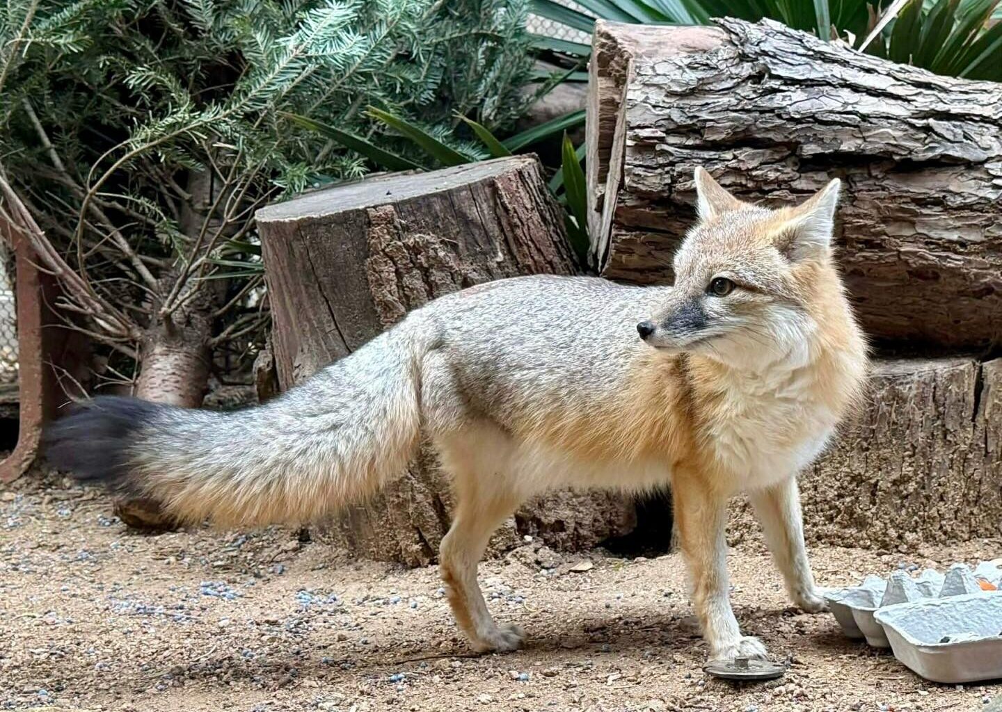 New zoo venue: Foxes, deer and more headed to native exhibit