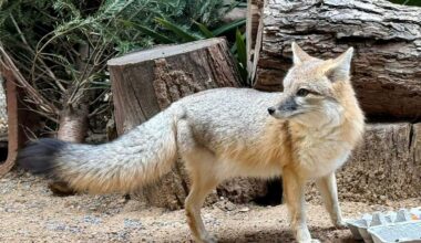 New zoo venue: Foxes, deer and more headed to native exhibit