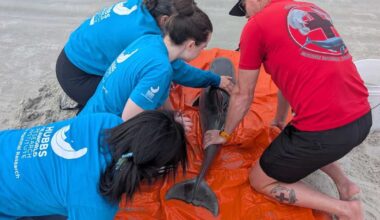 Stranded baby dolphin rescued in New Smyrna Beach