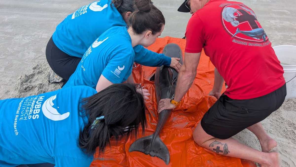 Stranded baby dolphin rescued in New Smyrna Beach