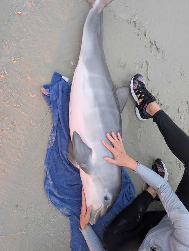 Stranded baby dolphin