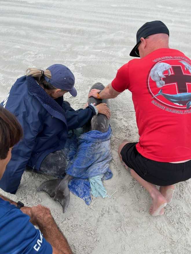 Stranded baby dolphin