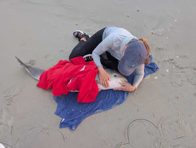 Stranded baby dolphin