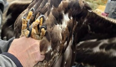 GFP, Fish And Wildlife Partner To Investigate Golden Eagle Shot Near Gettysburg - Aberdeen Insider