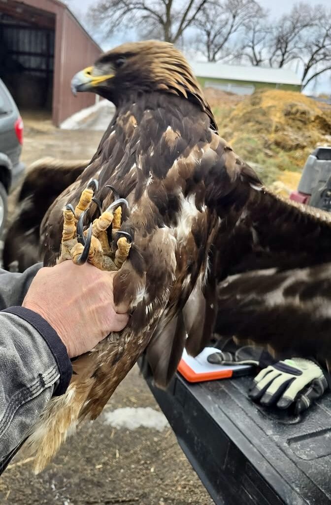 GFP, Fish And Wildlife Partner To Investigate Golden Eagle Shot Near Gettysburg - Aberdeen Insider