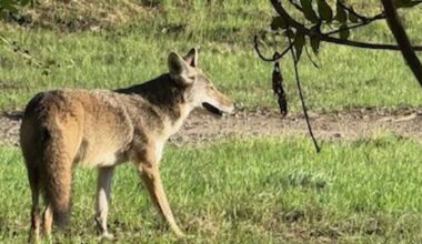 Coyotes on American River Parkway looking for partners, prey