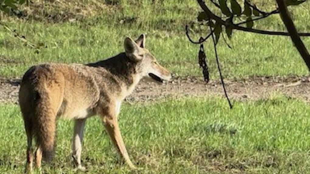 Coyotes on American River Parkway looking for partners, prey
