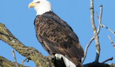 Bald Eagle Watching Days return to Sauk Prairie area next weekend | News