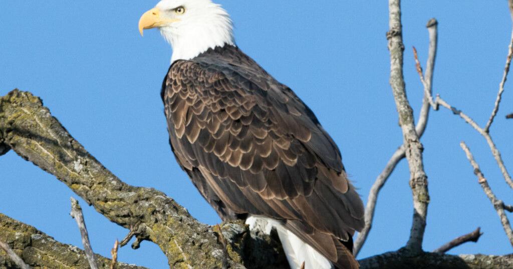 Bald Eagle Watching Days return to Sauk Prairie area next weekend | News