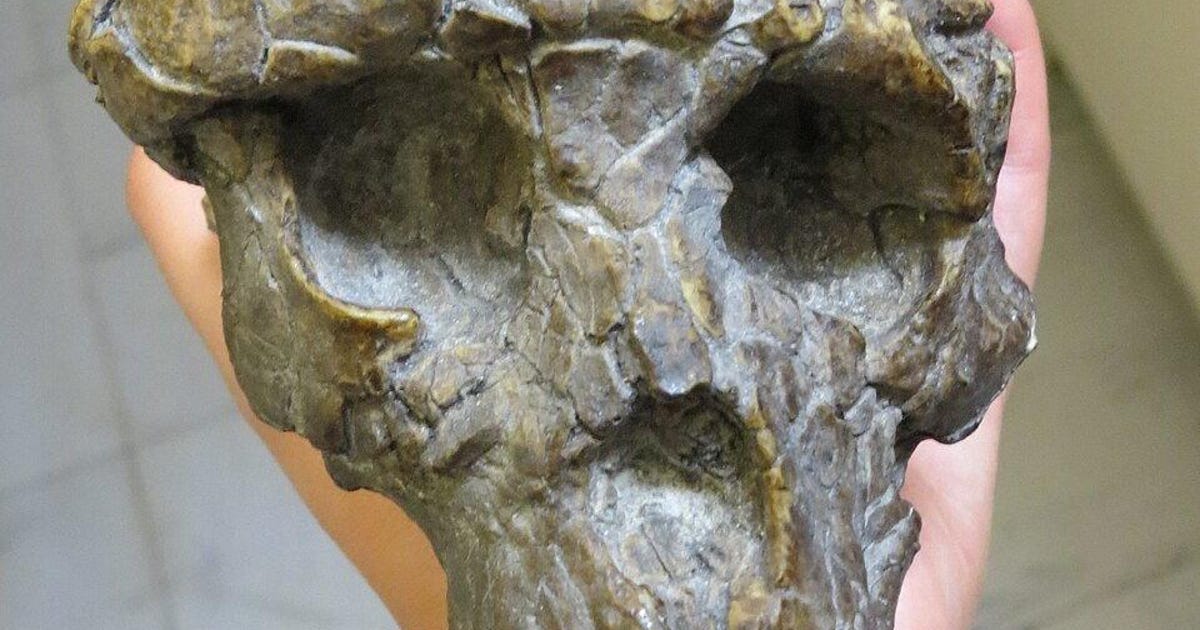 New Study Supports Sahelanthropus as the Earliest Hominin