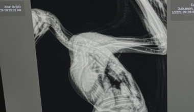 Two bald eagles rescued on Christmas Day have different outcomes at Wild at Heart