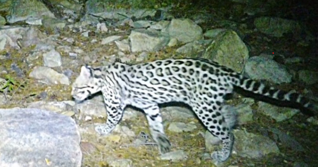 Rare ocelot spotted in Santa Rita Mountain region | Good News
