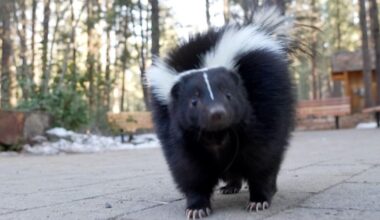 Meet Douglas Fur, the skunk ambassador at High Desert Museum | Pets, Animals and Nature