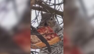 Caught on Camera: Squirrel Enjoys Slice of Tomato Pie | Local Business
