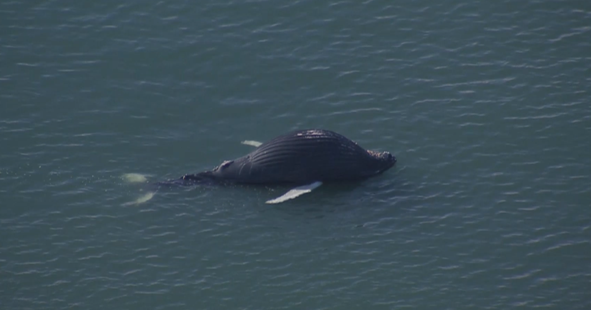 Dead whale spotted off Bethany Beach | Latest News