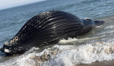 Dead whale found off the coast of Bethany Beach | The Latest from WDEL News