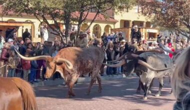 (Real) Texas Longhorns take a stroll in Fort Worth before Arizona Wildcats face TCU