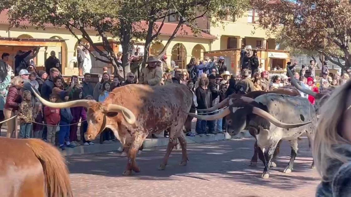 (Real) Texas Longhorns take a stroll in Fort Worth before Arizona Wildcats face TCU