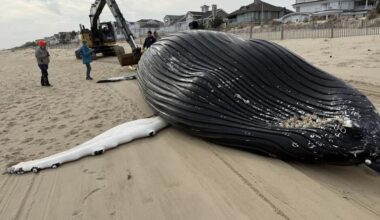 UPDATE: Dead whale was hit by ship | The Latest from WDEL News