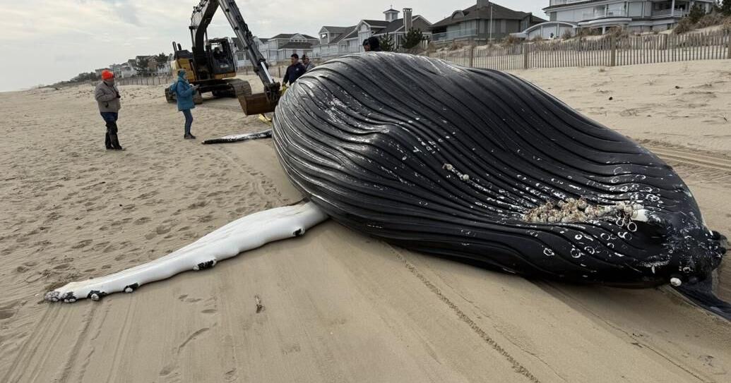 UPDATE: Dead whale was hit by ship | The Latest from WDEL News