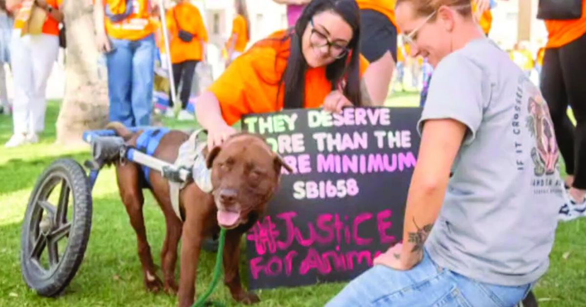 Staffing impairs Phoenix animal cruelty enforcement | News