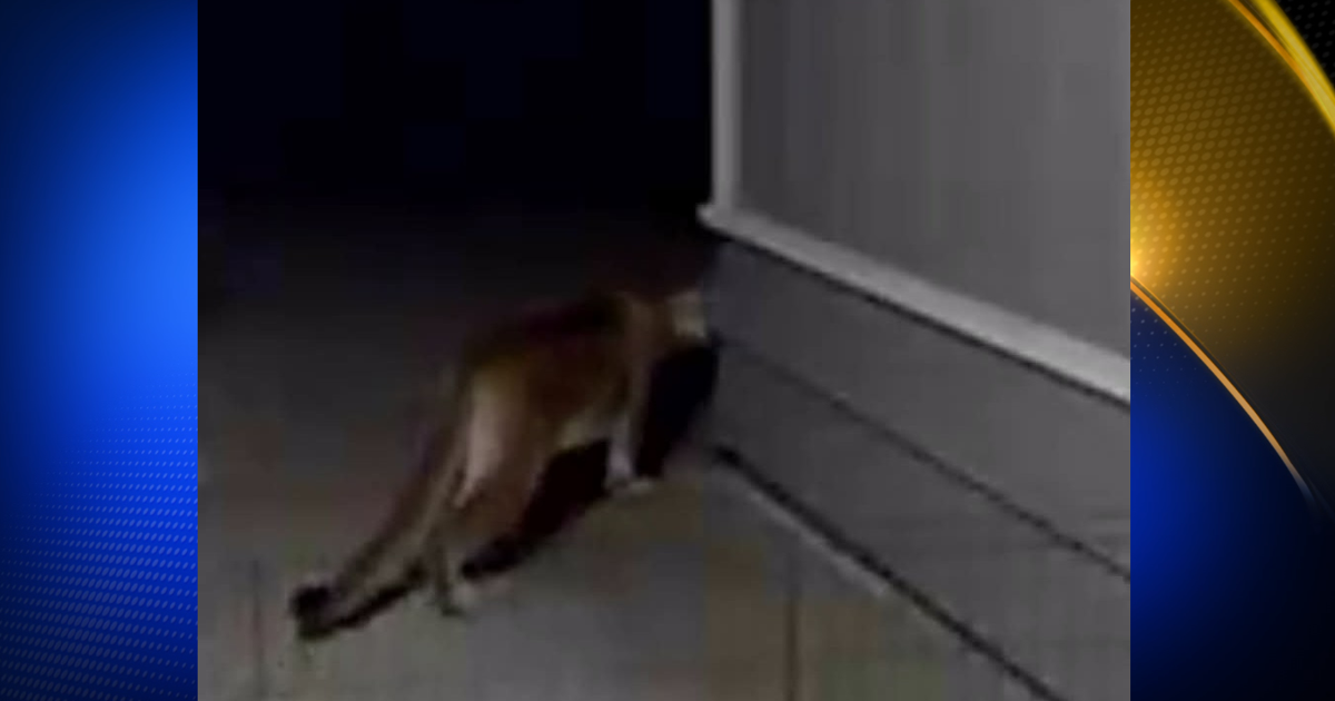 Magalia resident's ring cam captures close mountain lion visit | News
