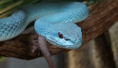 An inside look at Phoenix Herpetological Sanctuary | Featured Stories