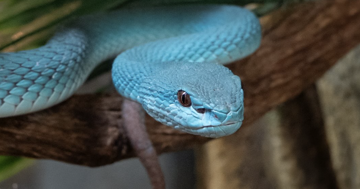 An inside look at Phoenix Herpetological Sanctuary | Featured Stories